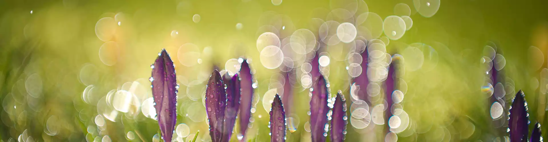 Spring Equinox Ceremony - Playing with Fairies