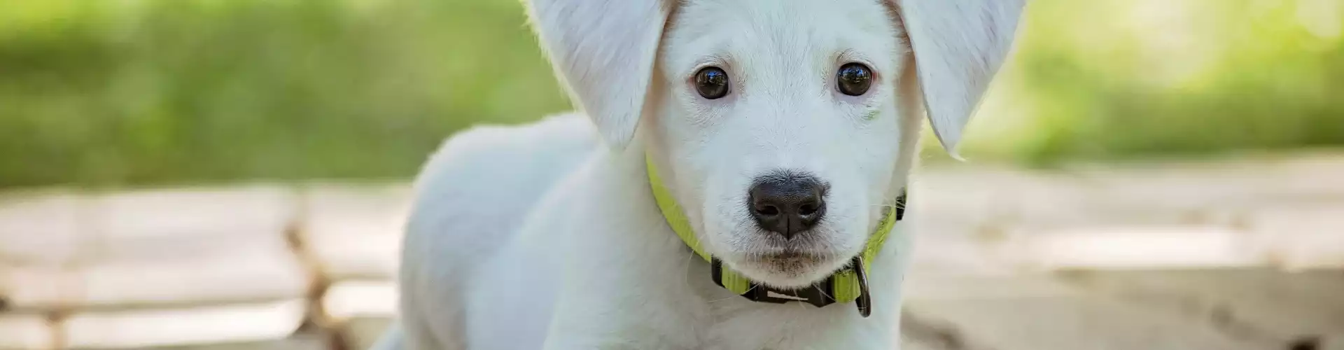 Guérison sonore pour les animaux