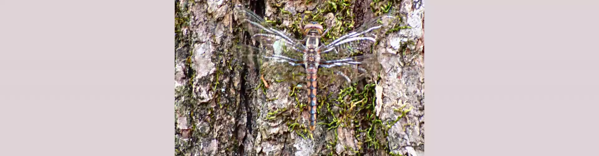 Shamanism 101- เติมพลังด้วยการเดินทางแบบ Mini-Shamanic